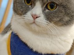 -柴迷FANS CLUB·柴犬狗咖·猫咖