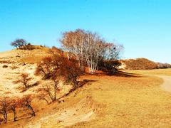 -乌兰布统景区-白桦林