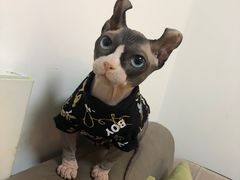 -顺强宠物诊所·狂犬免疫·夜诊·骨科(嘉定店)