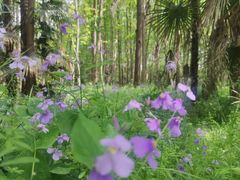 -上海共青森林公园