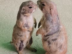 -杭州野生动物世界