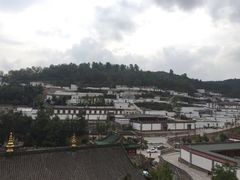 -塔尔寺-菩提树