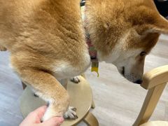 -柴迷FANS CLUB·柴犬狗咖·猫咖