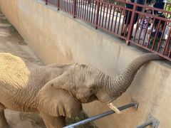 -西霞口神雕山野生动物世界