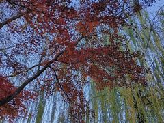-黄村公园