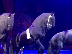 -珠海横琴长隆《卡卡虎奇遇记》