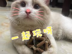 -lincat·猫舍(广州店)