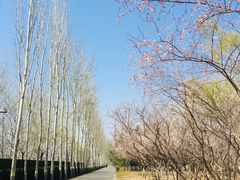 -大兴滨河森林公园