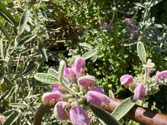 -墨尔本皇家植物园