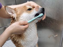 -北京观赏动物医院·24小时大型综合·猫专科·异宠专科