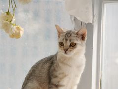 -共舞时光猫咖·狗咖(新街口店)
