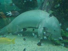 -悉尼海洋生物水族馆