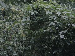 -杭州植物园