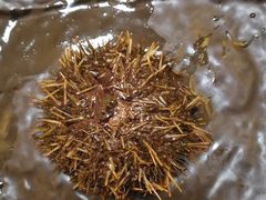 -鲔屋寿喜烧