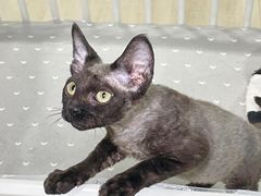 -70cat德文卷毛猫·缅因猫纯种猫舍