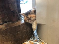 -more than meow吴止猫主题餐厅(承德 中船汇店)