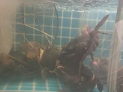 -七欣天香辣蟹火锅(南京桥北太平店)