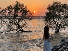 -宝安西湾红树林湿地公园