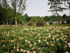 -桤木河湿地公园