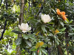 -上海共青森林公园