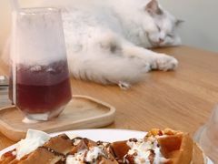 -滚猫咖啡·猫咖·猫友好撸猫(未来城店)