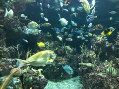 -西雅图水族馆