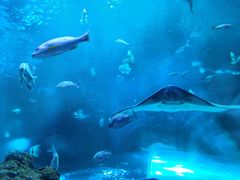-芜湖新华联大白鲸海洋公园