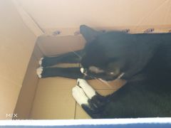 -猫猫幼稚园·撸猫·桌游·电玩