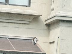 -泰煌鸡·上海白斩鸡·鸡汤面(鹤庆店)