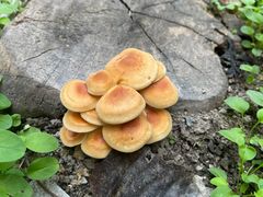 -天津医科大学肿瘤医院(本部院区)