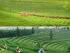 -杨家堂村