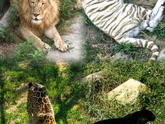 -西霞口神雕山野生动物世界