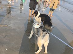 -万尾金滩