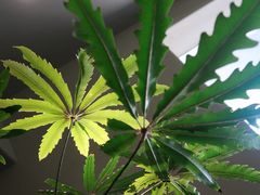 -青桃餐厅