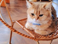 -蓝鲸·缅因猫舍