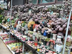 -青石桥花鸟鱼虫市场(叠翠城店)