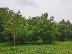 -桤木河湿地公园