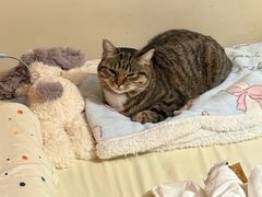 -心仪动物医院·牙专科·肿瘤·心脏科(西客站院)