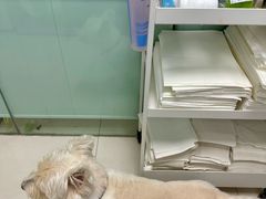 -申普宠物医院·心脏介入·心血管微创(总院)
