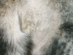 -喜多萌中农锦绣动物医院24H·猫科·牙科MRI·CT