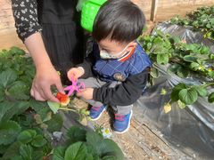 -大自然农场蔬菜草莓采摘园