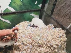 -藦茜花园宠物主题亲子互动体验馆(国顺东路店)