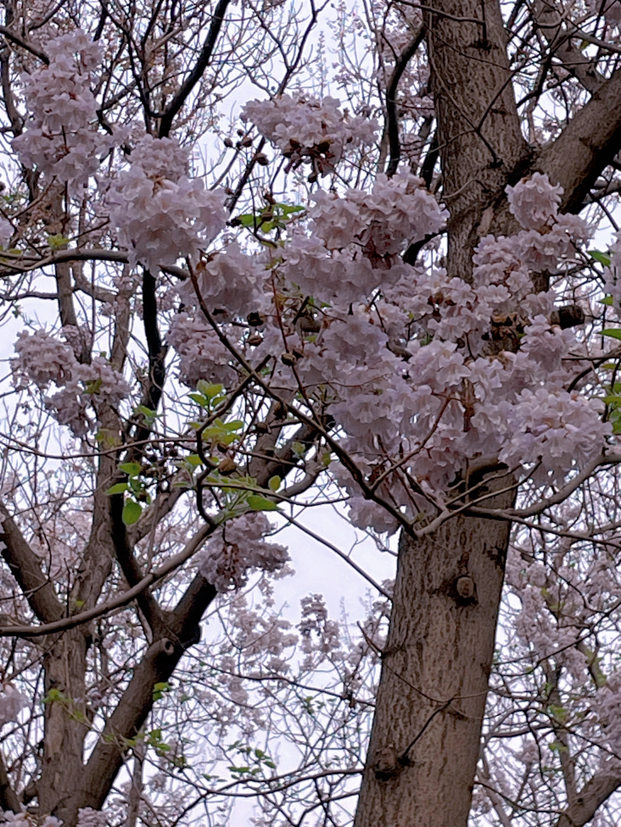 泡桐雄蕊图片