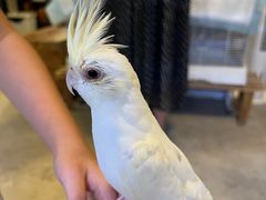 -吉丁鸟咖·异宠·寄养