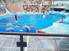 -海合安成都极地海洋公园