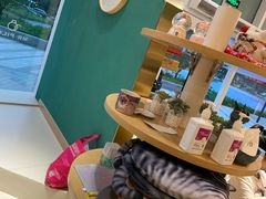 -飞行喵MR PILOT|猫舍·猫咖(静安大融城店)