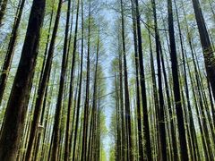 -山王坪喀斯特国家生态公园