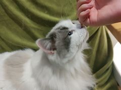 -滚猫咖啡·猫咖·猫友好撸猫(未来城店)