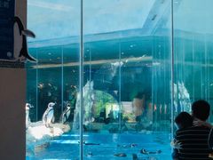 -帝企鹅自助餐厅•儿童岛•真企鹅(长隆企鹅酒店)