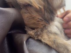 -翊宠yipet猫狗购宠庄园犬舍•猫舍